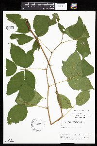 Rubus acridens image