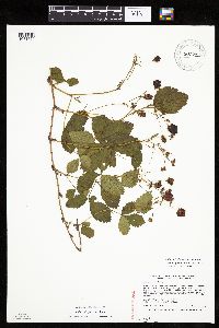Rubus elegantulus image