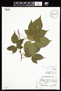 Media resource of Rubus elegantulus
