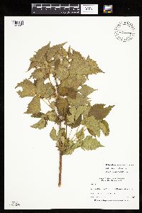Rubus recurvans image