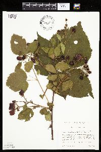 Rubus rosa image