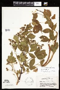 Rubus acridens image
