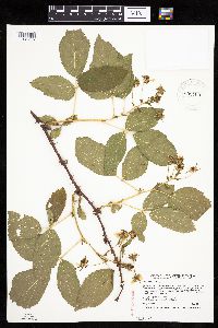 Rubus alumnus image