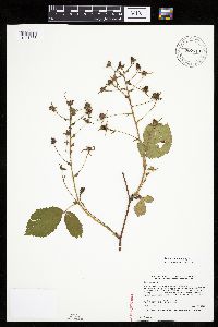 Rubus alumnus image