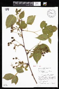 Rubus alumnus image