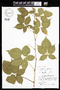 Rubus alumnus image