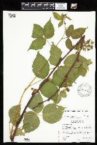 Rubus alumnus image