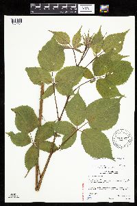 Rubus alumnus image