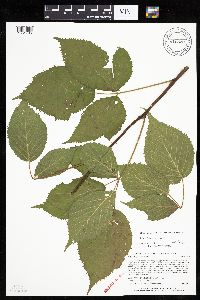 Rubus alumnus image