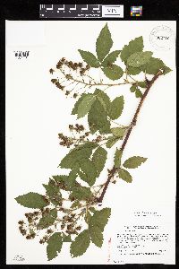 Rubus alumnus image