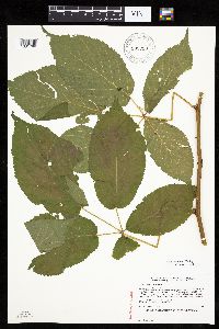 Rubus alumnus image