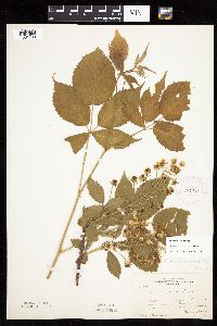 Rubus alumnus image