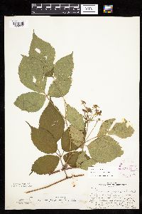 Rubus alumnus image