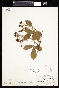 Media resource of Rubus alumnus