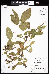 Rubus alumnus image