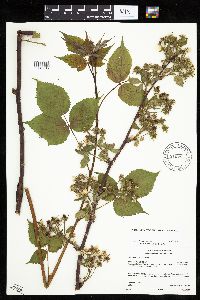 Rubus alumnus image