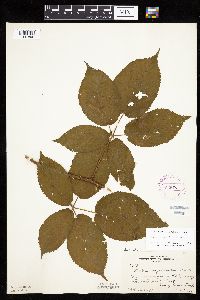 Rubus alumnus image