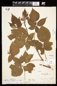 Rubus alumnus image