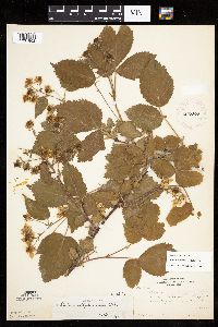 Rubus alumnus image