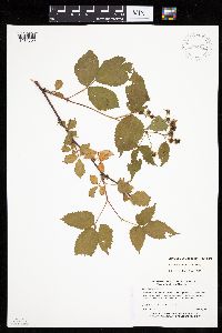Rubus alumnus image