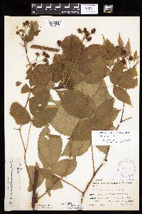 Rubus alumnus image