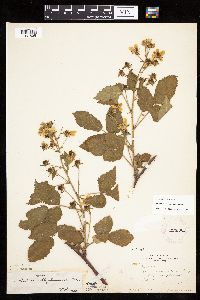 Rubus alumnus image