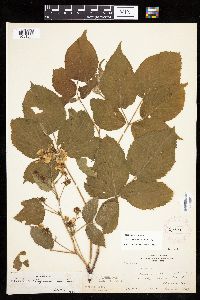 Rubus alumnus image