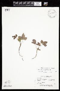 Rubus arcticus subsp. acaulis image