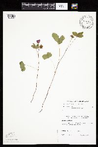 Rubus arcticus subsp. acaulis image