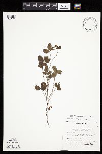 Rubus arcticus subsp. acaulis image