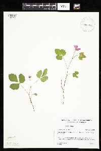 Rubus arcticus subsp. acaulis image