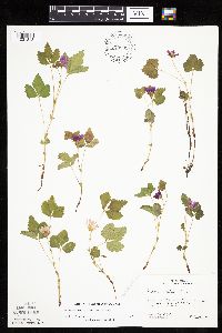 Rubus arcticus subsp. acaulis image