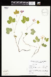 Rubus arcticus subsp. acaulis image