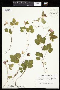 Rubus arcticus subsp. acaulis image