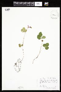 Rubus arcticus subsp. acaulis image