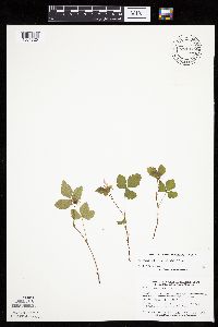 Rubus arcticus subsp. acaulis image