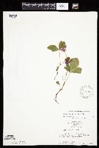 Rubus arcticus subsp. acaulis image