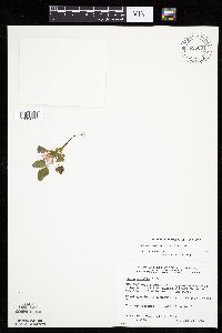 Rubus arcticus subsp. acaulis image