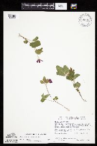 Rubus arcticus subsp. acaulis image