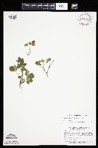 Rubus arcticus subsp. acaulis image