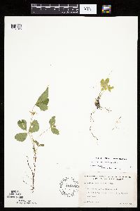Rubus arcticus subsp. acaulis image