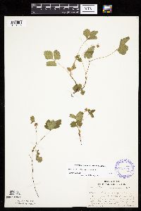 Rubus arcticus subsp. acaulis image