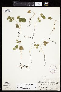 Rubus arcticus subsp. acaulis image