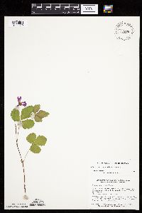 Rubus arcticus subsp. acaulis image