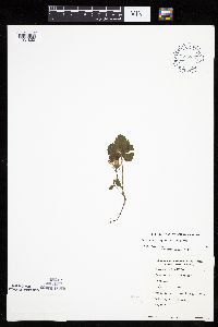 Rubus arcticus subsp. acaulis image