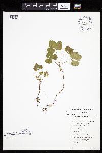 Rubus arcticus subsp. acaulis image