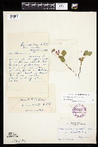 Rubus arcticus subsp. acaulis image