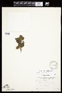 Rubus arcticus subsp. acaulis image