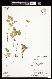 Rubus arcticus subsp. acaulis image