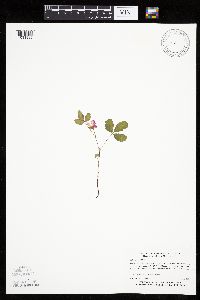 Rubus arcticus subsp. acaulis image